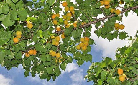 Patyręs vasaros gyventojas gali auginti abrikosą Rusijos viduryje