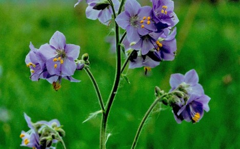 Wyjątkowy błękit sinicy: lecznicze właściwości skromnego kwiatu, o którym oficjalna medycyna niezasłużenie zapomniała