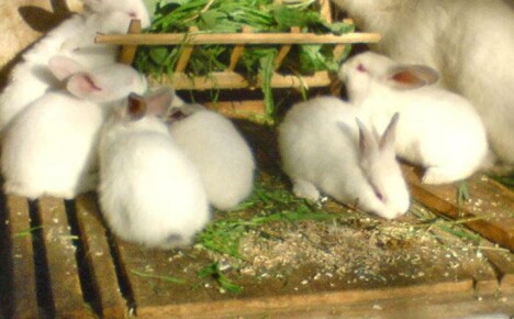 Може ли на зайци да се дава коприва, без да се нарани животните?