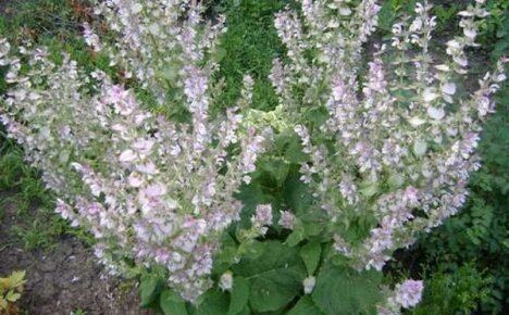Growing clary sage in the garden