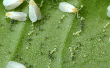 How to get rid of the cute whitefly plant pest