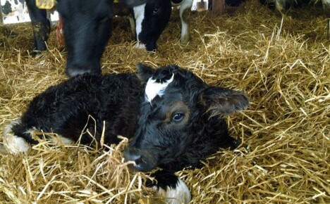 Memberi makan anak lembu sejak lahir hingga 3 bulan