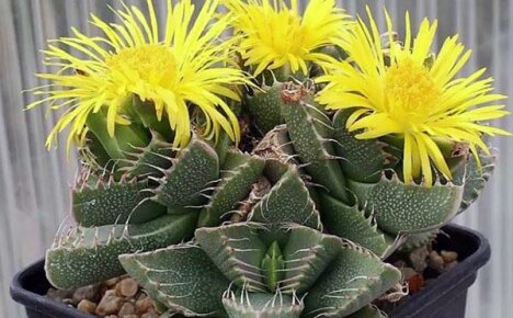 Photos and names of succulents for growing at home