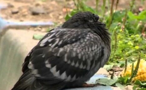 Кратки водич за узгајивача голубова - болести голубова и њихови симптоми