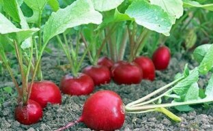 We reveal the secrets of growing radishes in summer cottages