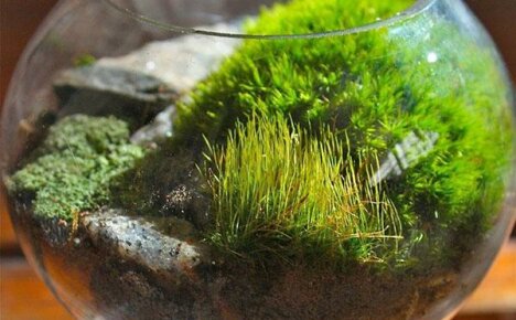 How to collect moss for bedding in your terrarium yourself