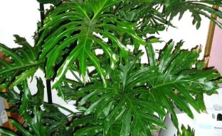 A giant bush in your home - Philodendron Sello