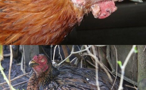 Causes and symptoms of pasteurellosis in chickens