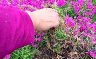 Why and when phlox transplant is needed