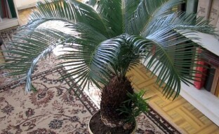 Vi dyrker cicas sago palm hjemme