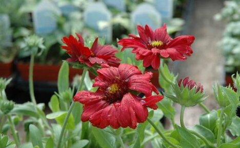 Gaillardia Burgundy: ดอกเดซี่สีแดงน่ารักสำหรับสวนของคุณ