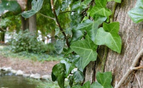 Piantagione, cura e riproduzione dell'edera da giardino
