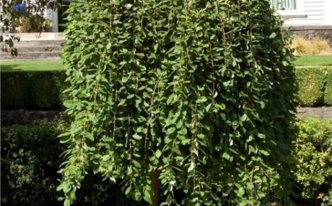 Willow pendula giver haven en særlig charme