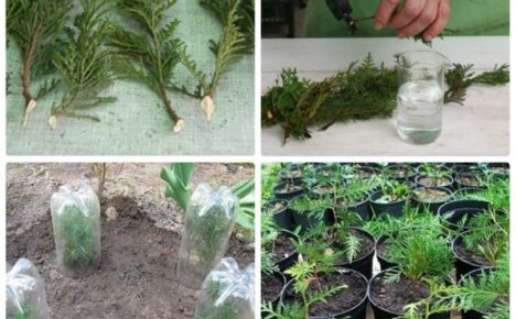 Vi avler nåletrær hjemme raskt og enkelt - hvordan vokse thuja fra en kvist