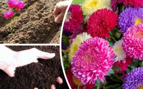 Aster: piantare e prendersi cura di fiori senza pretese in campo aperto