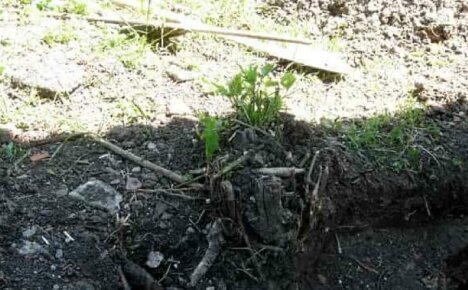 Како се отарасити корена ирги у околини - ослобађање простора за садњу