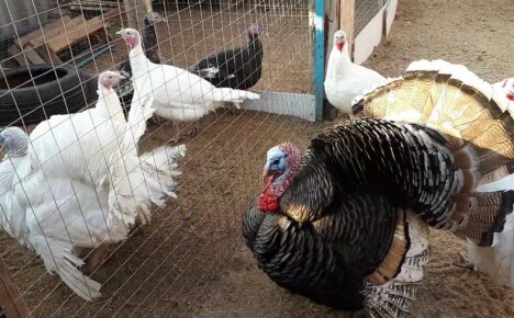 Three important points to know - breeding turkeys at home for beginners