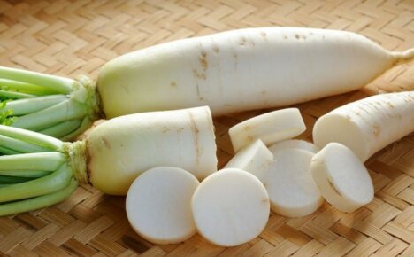 Daikon radish - useful properties and contraindications of a sweet root vegetable