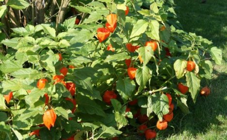 Physalis jordbær - dyrkning og pleje af spiselige dekorative
