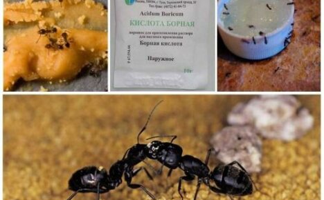 Borik asit karınca zehirlenmesi: ölümcül bir tedavi için tarifler