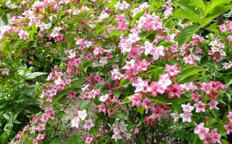 Hur man tar hand om Weigela Rosea - en vacker blommande flerårig