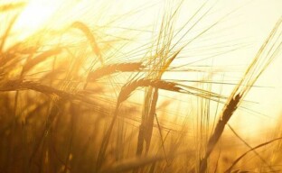 Xử lý hạt lúa mì trước khi gieo