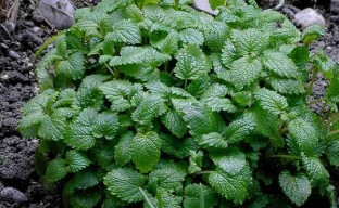 The place of sowing lemon balm is an important aspect when growing a crop