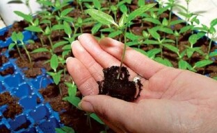 Do baklažánu treba vybrať alebo ako správne presadiť vypestované sadenice baklažánu