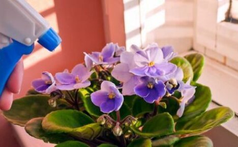 Tìm hiểu xem hoa violet có thể được phun bằng Epin