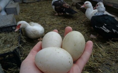 Mute da riproduzione - quando le indo-ragazze iniziano a deporre le uova