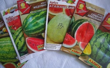 Dates for planting watermelons for seedlings and in open ground