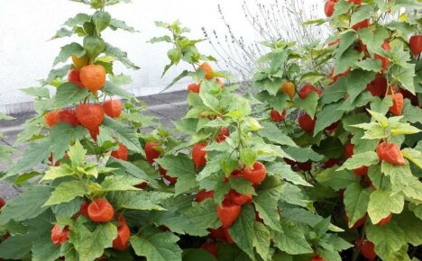 Naliehavo potrebujete mexickú paradajku - zelenina physalis, pestovanie a starostlivosť, foto