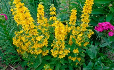 An unpretentious flower for a shady garden - loosestrife, planting and care, photo