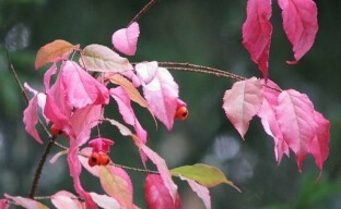 Najpiękniejszy i najbardziej różnorodny jesienny krzew z niespodzianką - brodawkowaty trzmielina