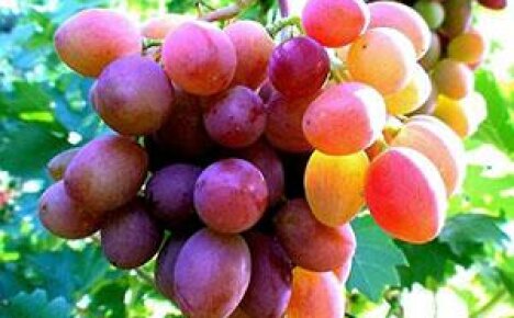 Rules for growing grapes in the middle lane for beginners