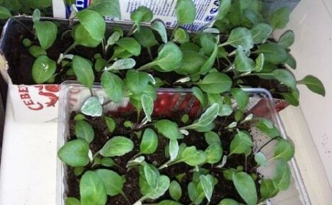 How to grow physalis seedlings at home?