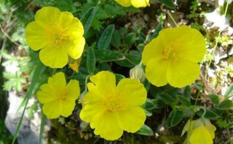 Blomsterhavedekoration - flerårig solsikke