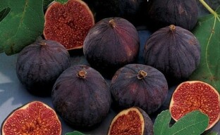 Високородне кримске црне смокве одличан су избор за садњу у склоништима