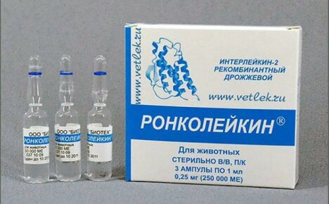 Immunomodulator Roncoleukin - οδηγίες χρήσης για γάτες