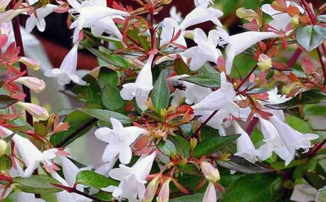 Абелия едроцветна: правила за засаждане и грижи за растение