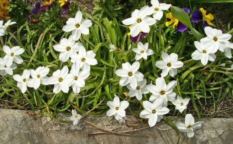 Деликатен цвете ifeion - отглеждане на открито