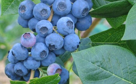 Hvilken pleie trenger Northland tall blueberry?
