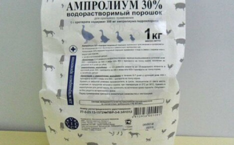 Amprolium: ilacı kümes hayvanları ve tavşanların tedavisi için kullanma talimatları