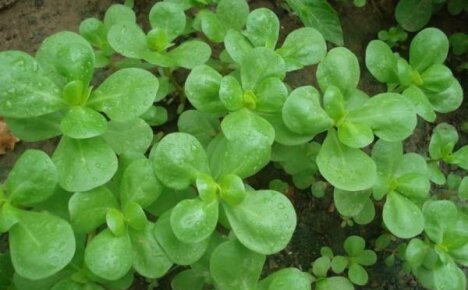 Purslane vegetable - an edible weed in your garden beds