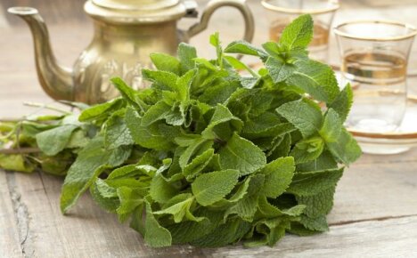 A fragrant herb for the nervous system and not only - peppermint, useful properties and contraindications
