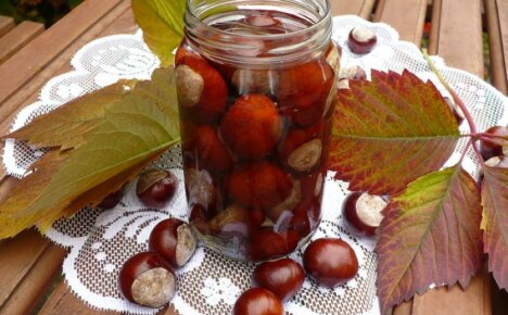 Chestnut tincture - medicinal properties and contraindications of a magic remedy