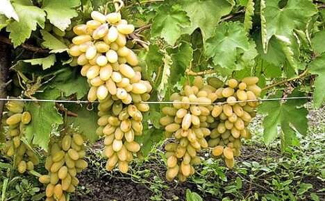 Growing and caring for grapes on a personal plot