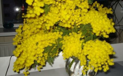 Kaip išlaikyti mimozą purią: užpildykite vandenį ir drėkinkite gėles