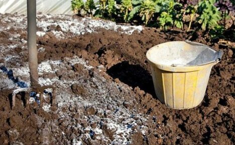 Comment et pourquoi le chaulage du sol est-il effectué dans les plates-bandes et dans le jardin