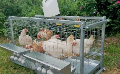 Élever régulièrement des poulets dans des cages - gain de place et profit rentable